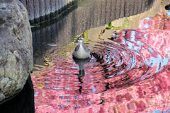 私の散歩道・・せせらぎ遊歩道　６