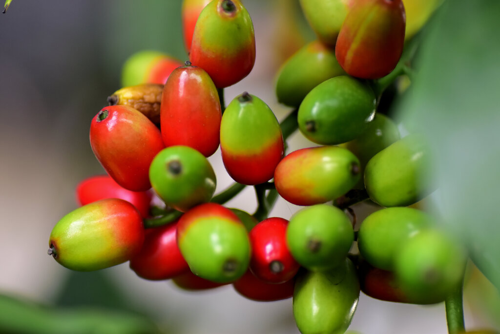 洋服の靑木ではありません　植物の靑木　実です　８
