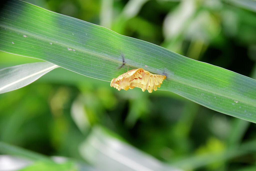 どんな昆虫が旅立ったのだろうか？　３