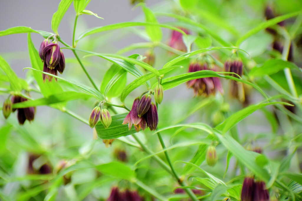 トウチクラン（唐竹蘭)　５