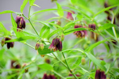 トウチクラン（唐竹蘭)　５