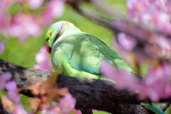 ワカケホンセイインコ（輪掛本青鸚哥）２