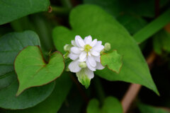 八重毒痛み（やえどくだみ）４