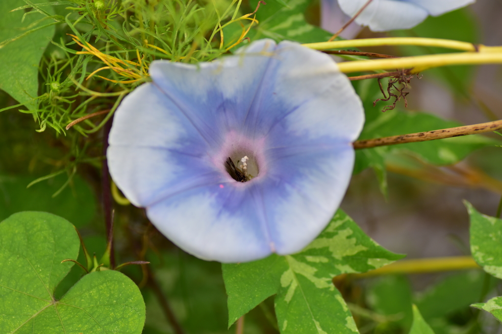 セセリン♪　出て｜　´ω｀）ｒ”　オイデオイデ♪