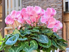 シクラメン　１