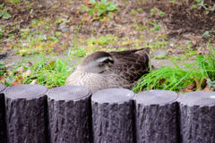 雛11羽のママは陸で(∪。∪)。。。zzzZZでした^_^; 雛11羽のママは陸で(∪。∪)。。。zzzZZでした^_^;