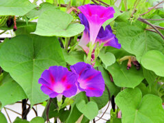 あさがぉおぉ～５