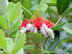 フェイジョア   (Feijoa)　５