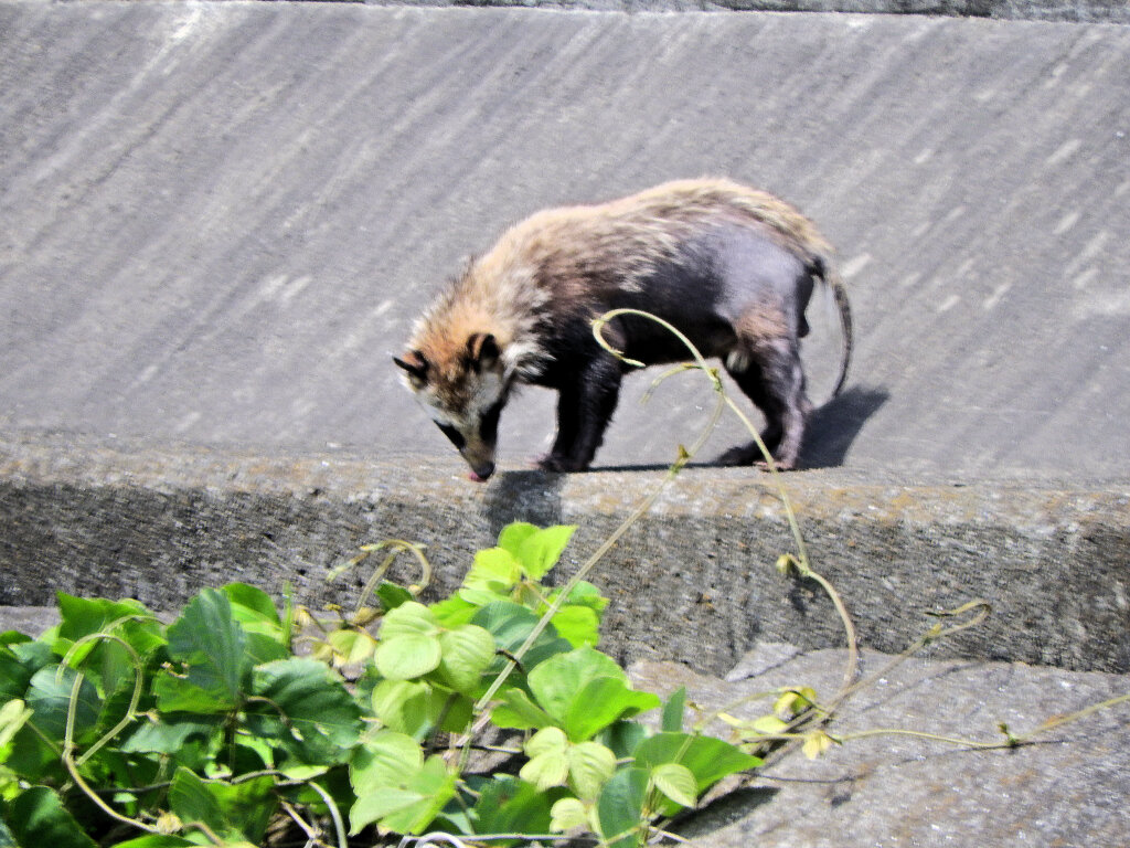 矢上川で野生の狸　５
