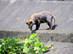 矢上川で野生の狸　５