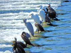 堰で獲物を待つ　川鵜や青鷺など・・・３