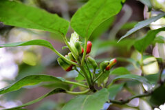 靑木の実　５