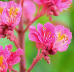 紅花栃の木（ベニバナトチノキ）　５