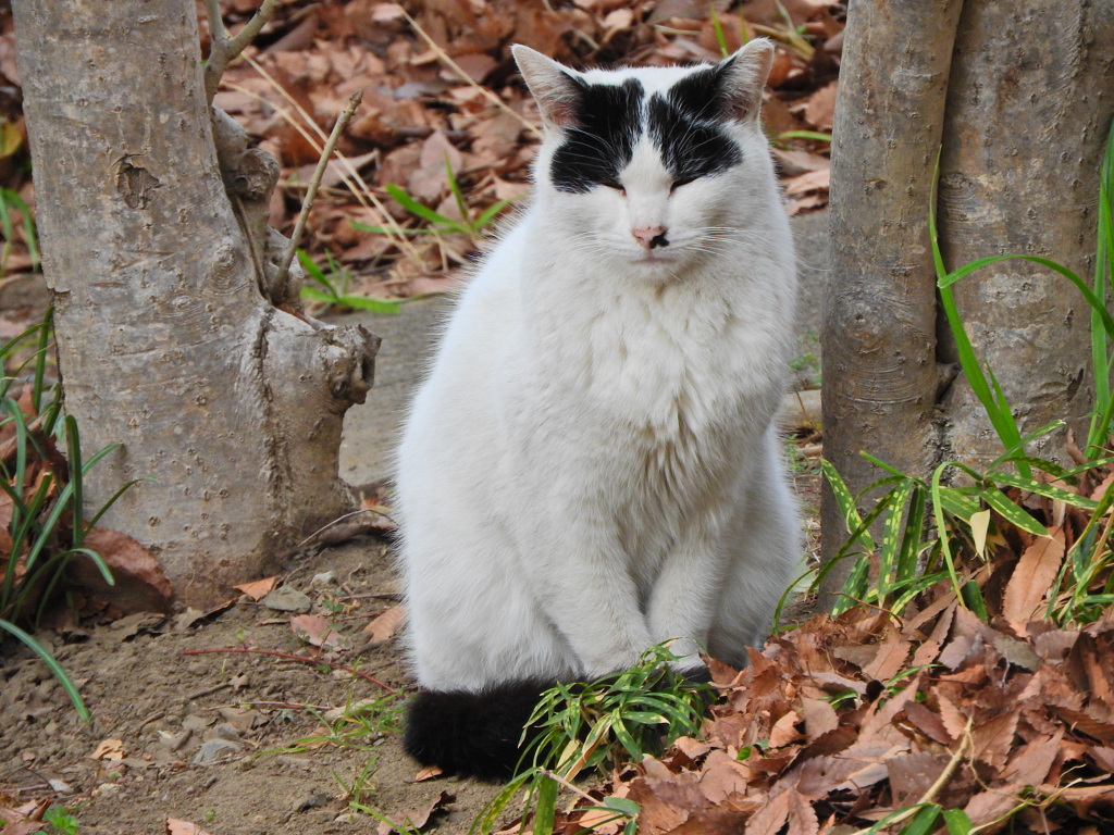 ご飯まだかにゃぁ～ん(=^☻ω☻^=)・・待ち人来ず・・５