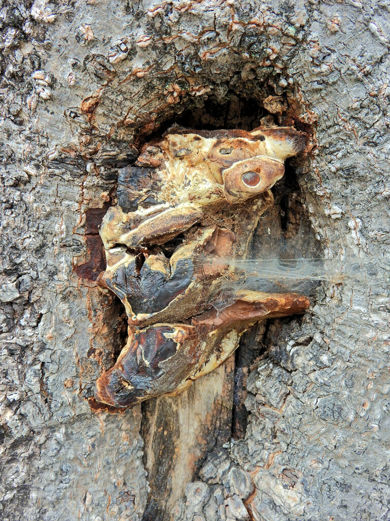 木の幹から謎の物体！！　１