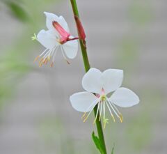 ガウラ （白蝶草）１０