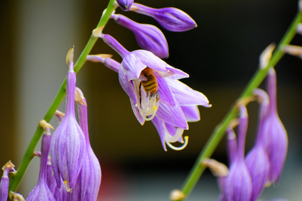 ギボウシ（擬宝珠）に夢中な蜂さん　２