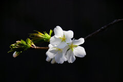 オオシマザクラ　（大島桜）５