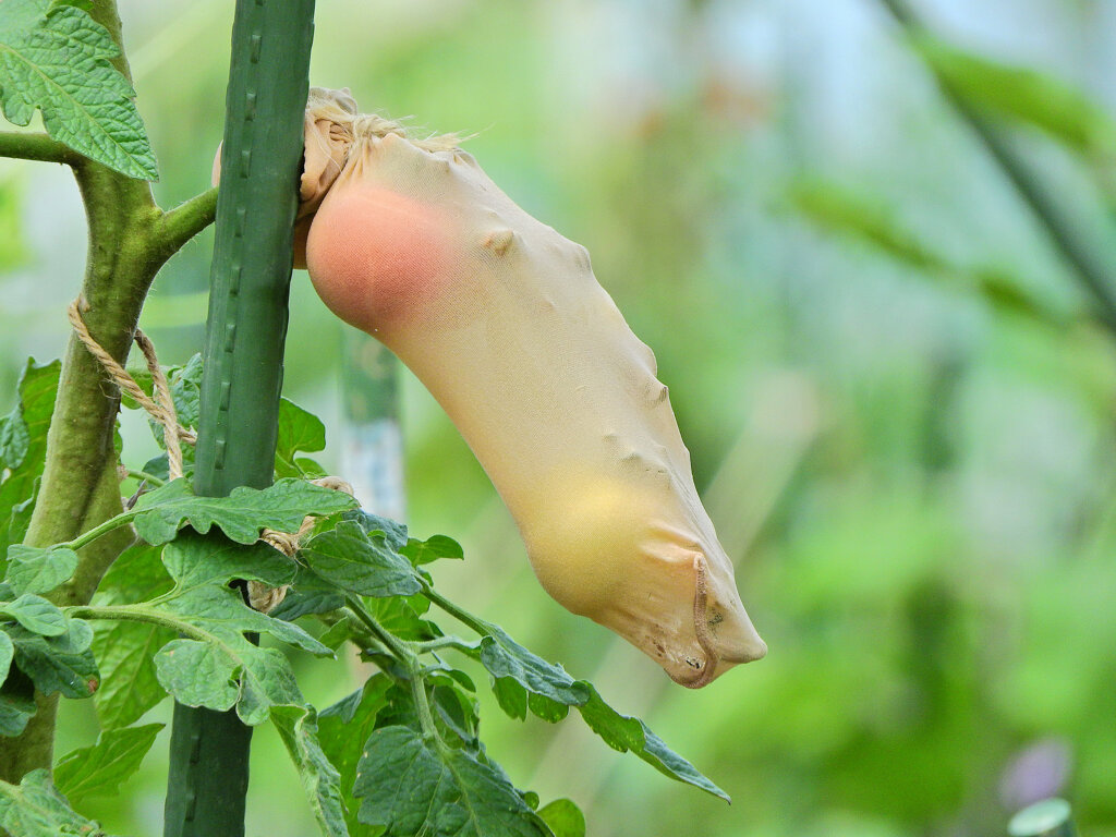 レンタル農園で　こんなトマトになりたくない(￣◇￣;)　３
