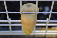 畑から逃げようとして柵に挟まったままのバターナッツ南瓜４