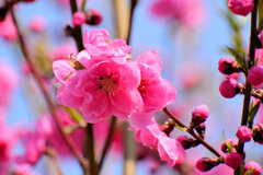 花桃　８
