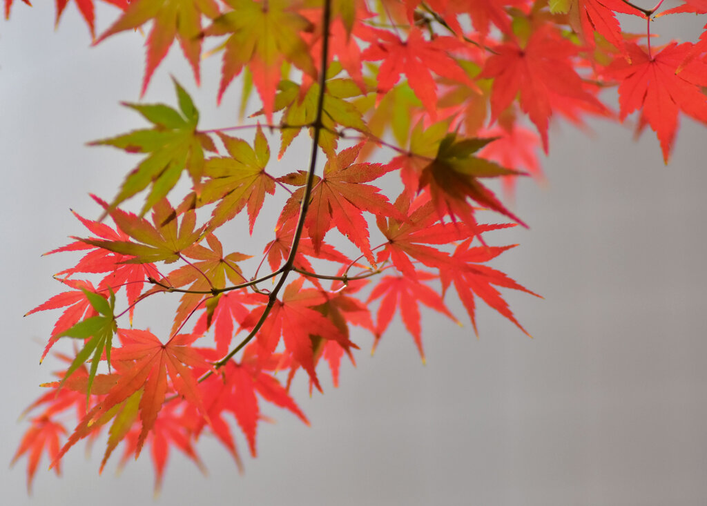 年末の大掃除　撮り溜め紅葉放出　１