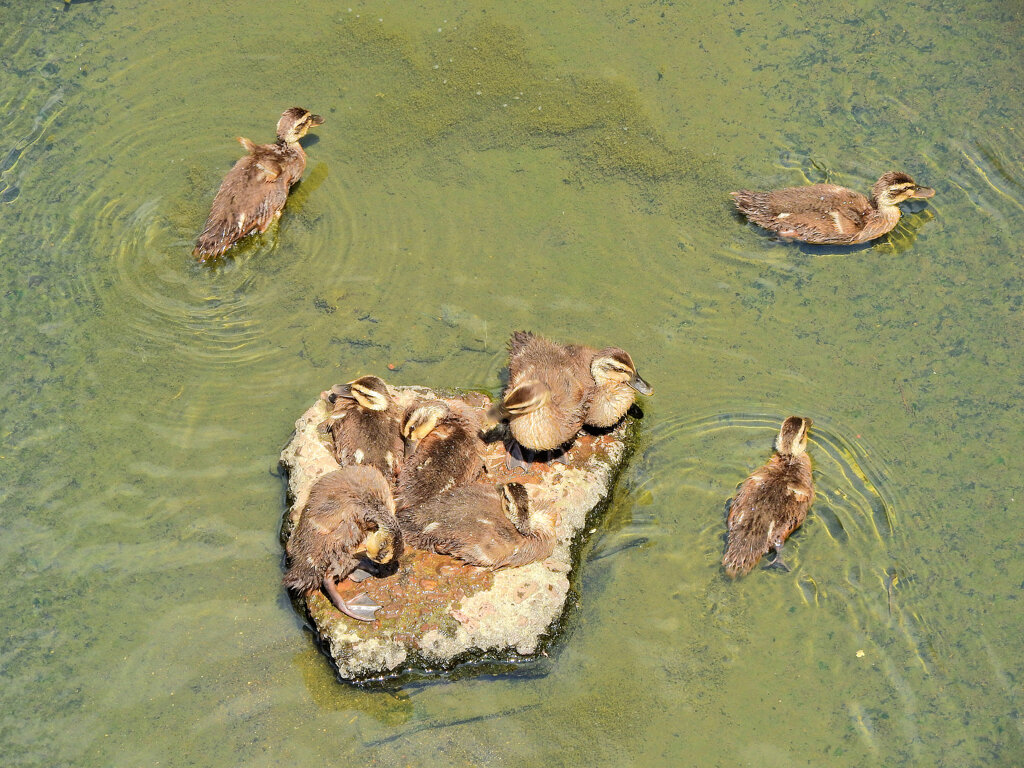 日テレの番組で紹介された昨日カルガモ親子の引っ越し・その後２
