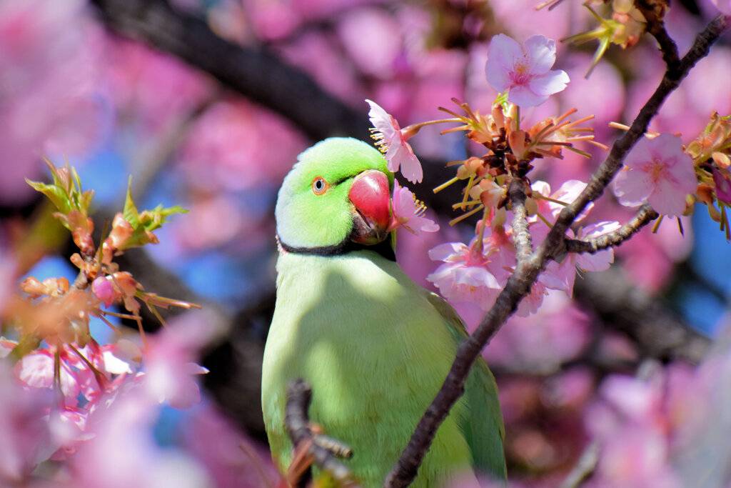 ワカケホンセイインコ（輪掛本青鸚哥）１２