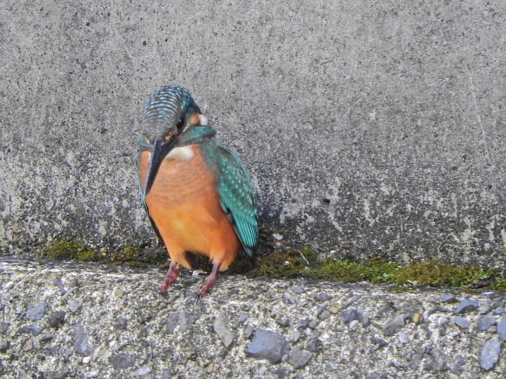 久々のカワセミさん　１