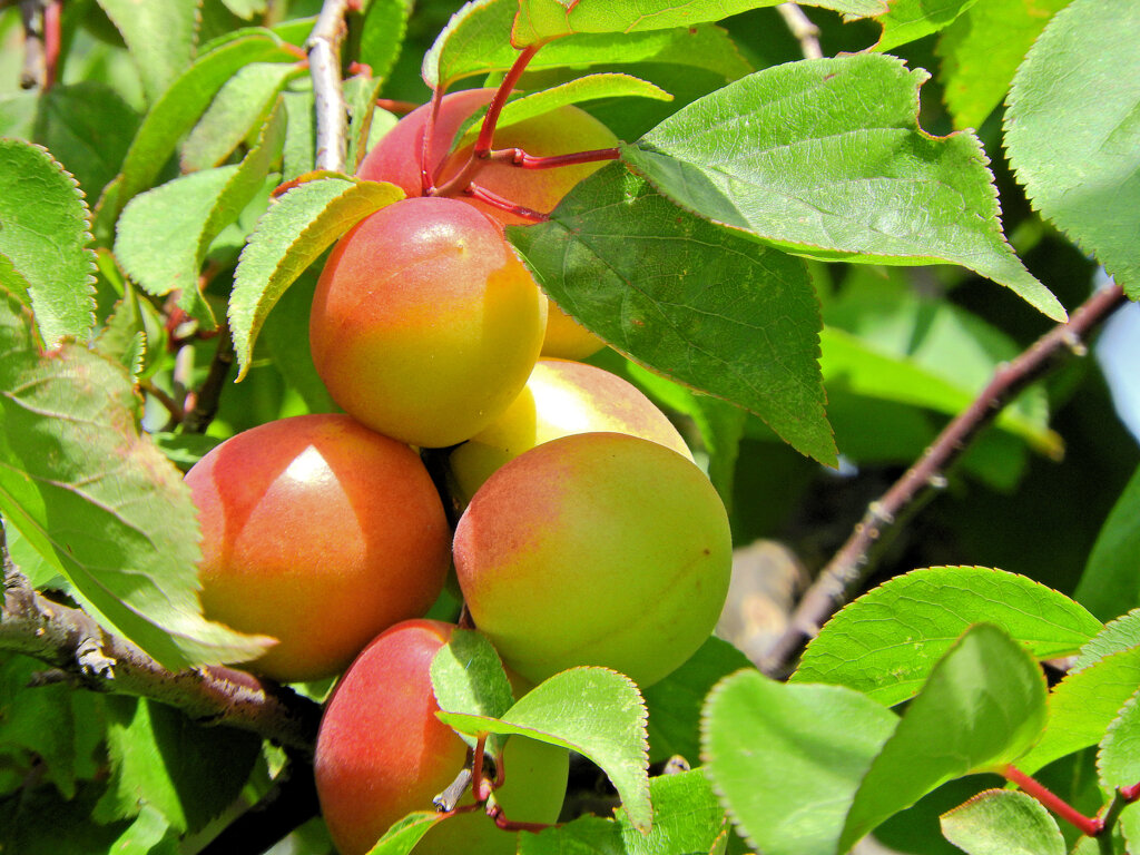 うめっすぅ　４