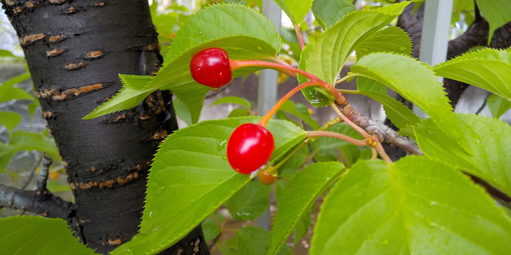 雨上がりの河津桜の実　2/4