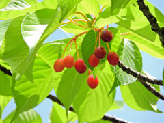 河津桜の実　７