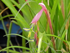 ヨウラク（瓔珞）ツツアナナス　５