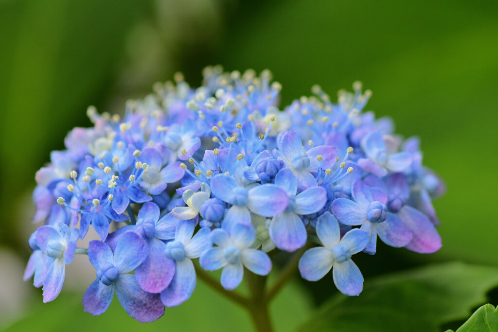 紫陽花　５