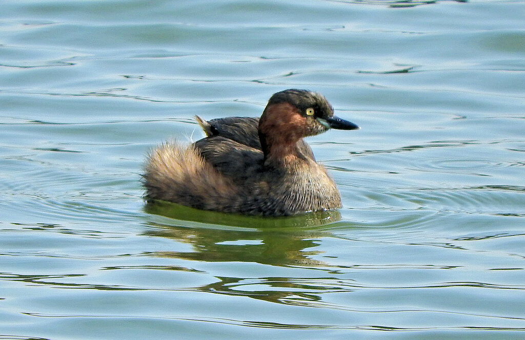 カイツブリ　４