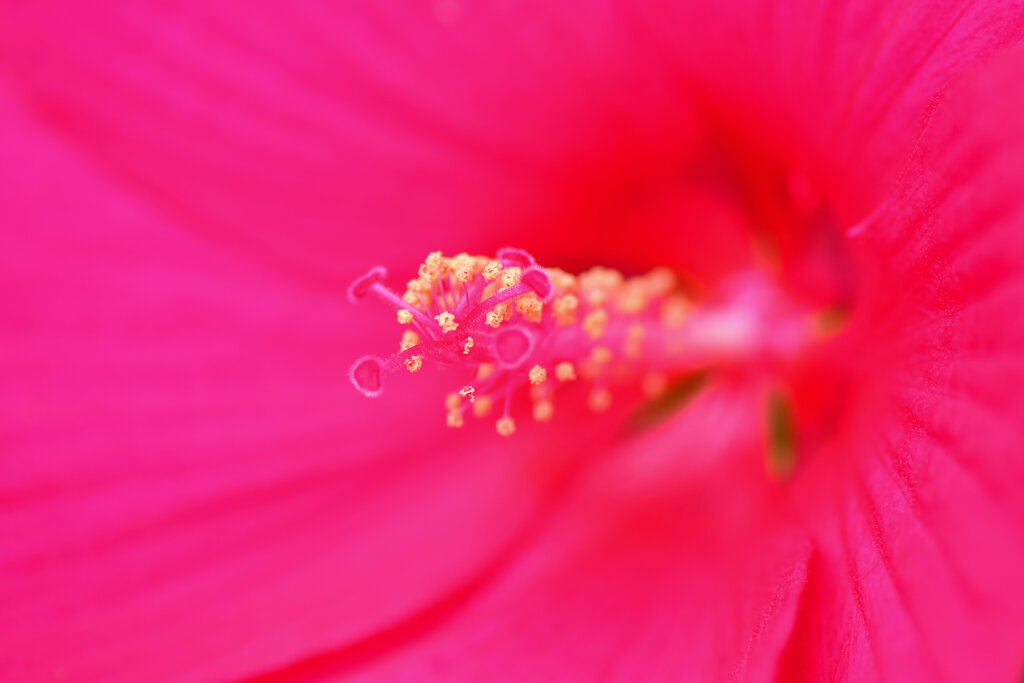 タイタンビカス　５