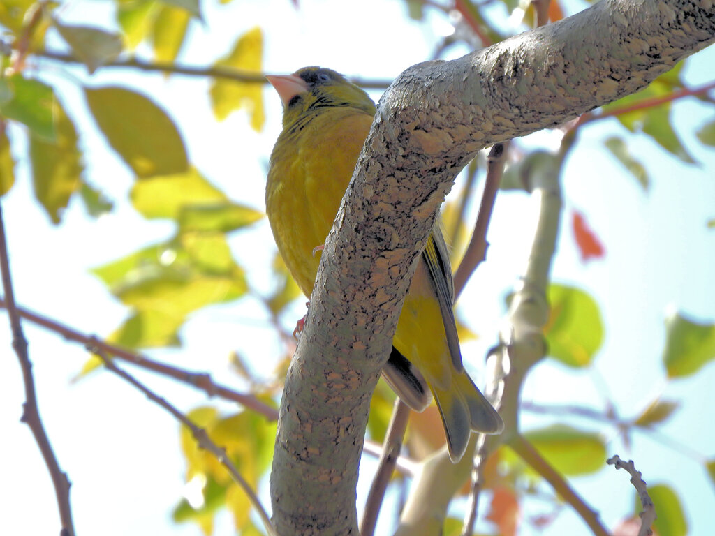 近所で囀りに見上げると　カワラヒワ　２