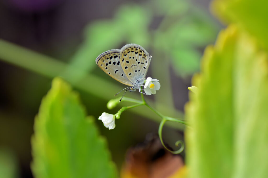 風船蔓の花に　ヤマトシジミ　♥