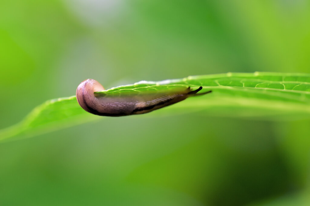 雨上がりの紫陽花の葉にナメクジ　３