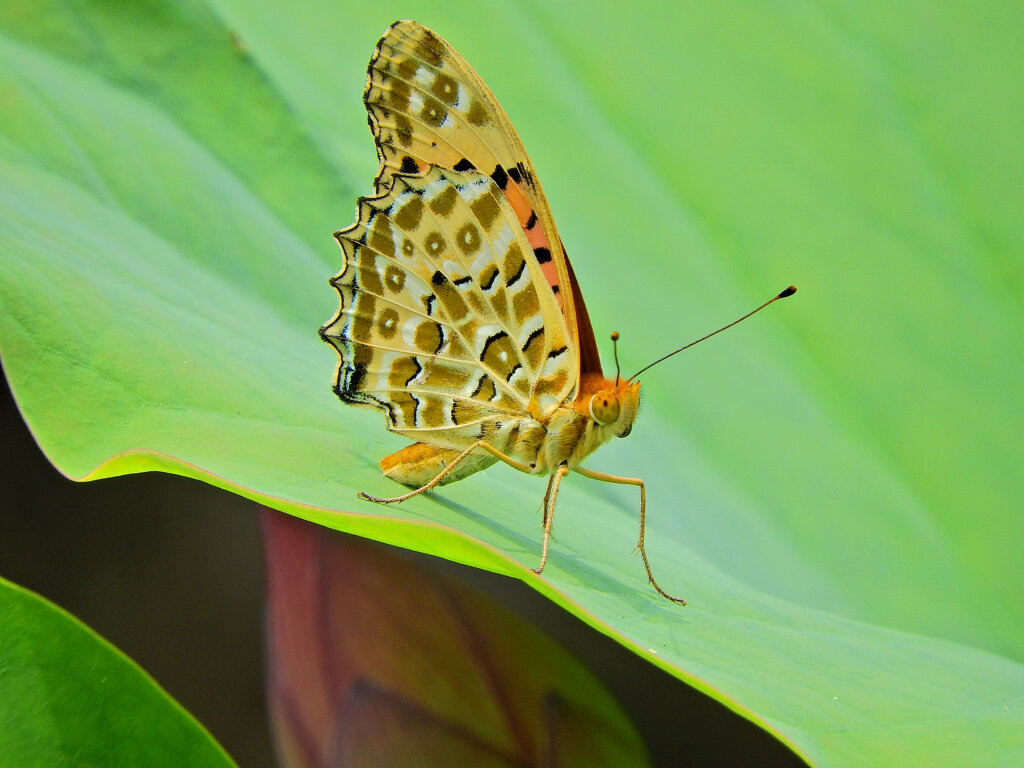 蓮にツマグロヒョウモン　５