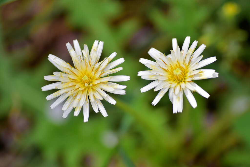 白花蒲公英　花