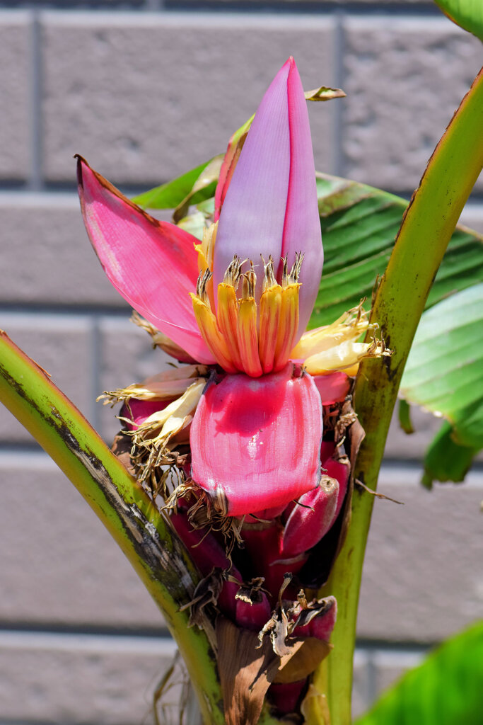 赤実バナナ（ピンクバナナ・アケビバナナ）　２