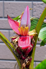 赤実バナナ（ピンクバナナ・アケビバナナ）　２