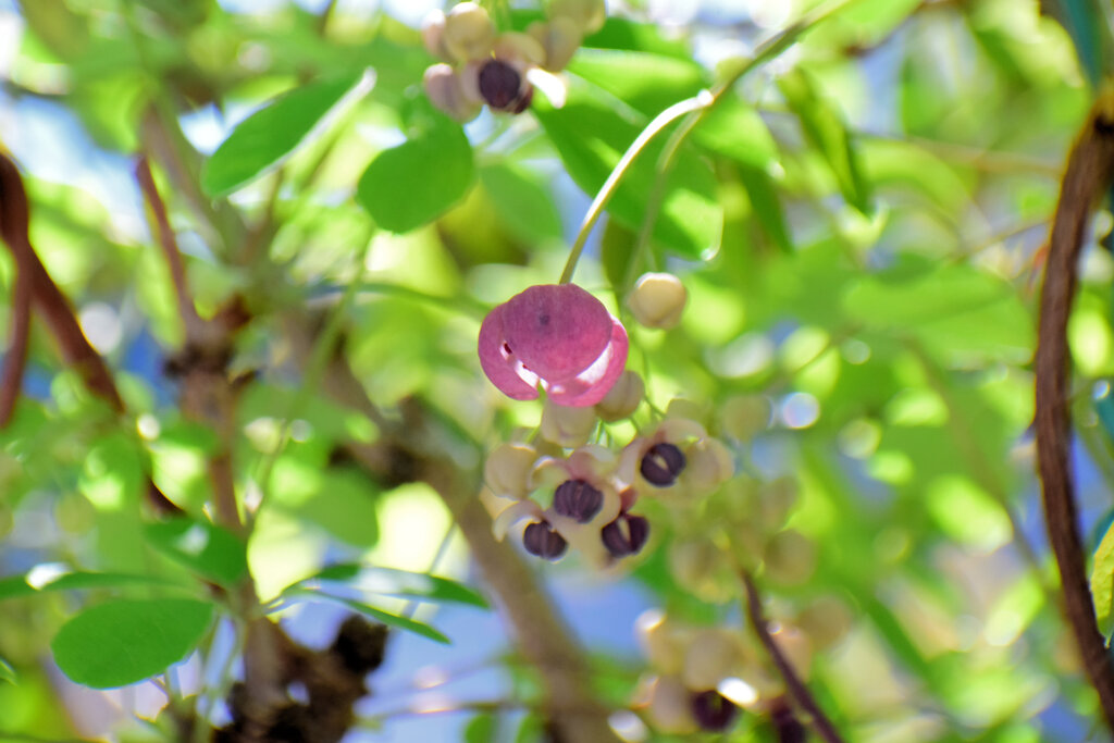 木通 （あけび）の雌花　２