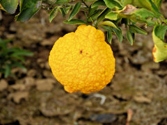 この柑橘類のお名前は？　1/4