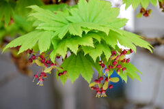 「羽団扇楓（はうちわかえで）」の花と実　４