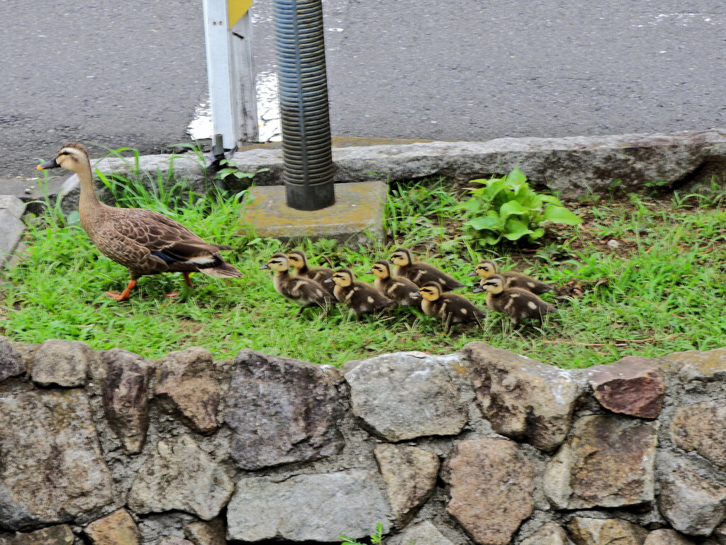 カルガモ一家の移動　５