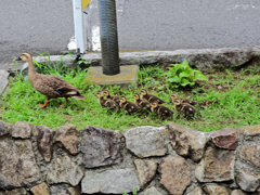 カルガモ一家の移動　５