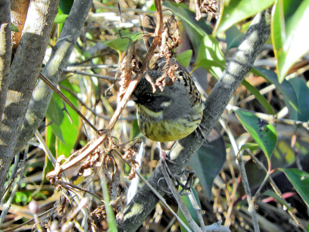 アオジさん茂みに入ってピント合わず(￣◇￣;)　4/4