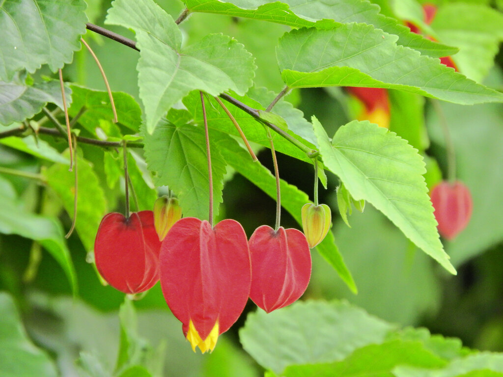 アプチロン・チロリアンランプ　３